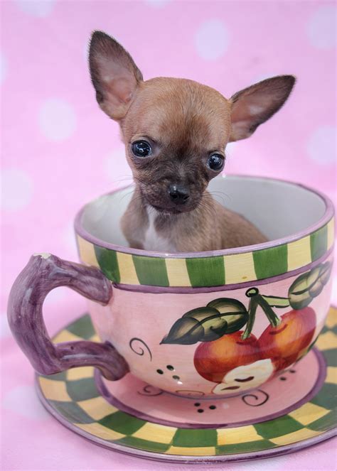 Teacup chihuahua puppy - Sep 25, 2019 · A standard Chihuahua measures in between 5-8 inches in height at the shoulder. Again, there can be some variation between individuals but no set bar that a Teacup Chihuahua needs to walk under in order to be called a teacup. Teacups also tend to be finer boned with smaller features like smaller mouths and ears. 